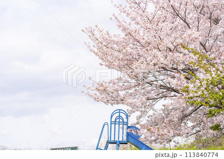 奈良西ノ京　満開の桜と滑り台の頂上 113840774