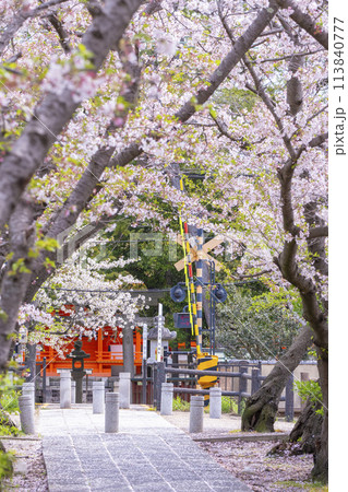 奈良 休ヶ岡八幡宮(薬師寺八幡宮)の桜並木の参道 奈良 休ヶ岡八幡宮(薬師寺八幡宮)の桜並木の参道 113840777