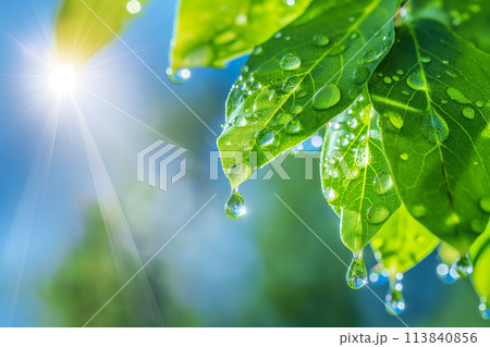 新緑の葉っぱと太陽光で輝く雫 新緑の葉っぱと太陽光で輝く雫 113840856