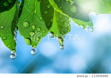 新緑の葉っぱと太陽光で輝く雫 113840860
