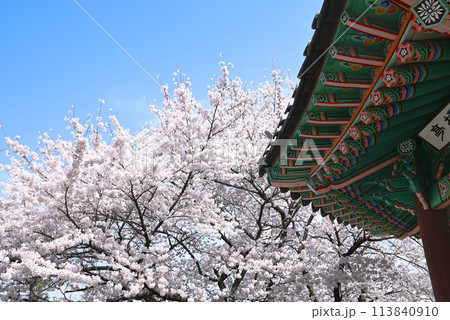 韓国　伝統模様の屋根と桜 113840910