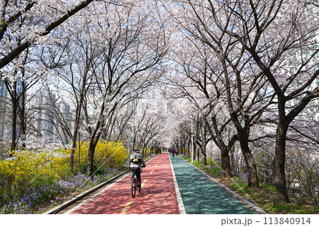 桜並木が続くサイクリングロードと遊歩道【韓国ソウル】 桜並木が続くサイクリングロードと遊歩道【韓国ソウル】 113840914