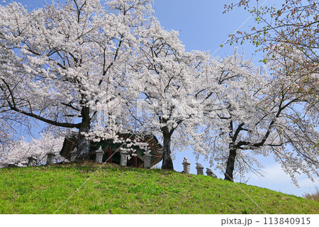 ソウル桜の名所・オリンピック公園【韓国/松坡区】 ソウル桜の名所・オリンピック公園【韓国/松坡区】 113840915
