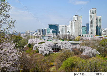 桜咲く夢村亭と松坡区の町並み【ソウル特別市】 113840917
