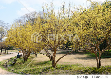サンシュユの咲く公園【韓国ソウル】 サンシュユの咲く公園【韓国ソウル】 113840920