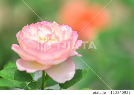 美しい自然光芒に映えるバラの花　クローズアップ撮影（はな阿蘇美）) 113840928