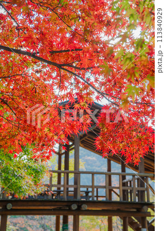 嵐山渓谷の紅葉 嵐山渓谷の紅葉 113840929