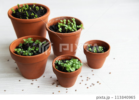 Pots with various vegetables seedlings. 113840965