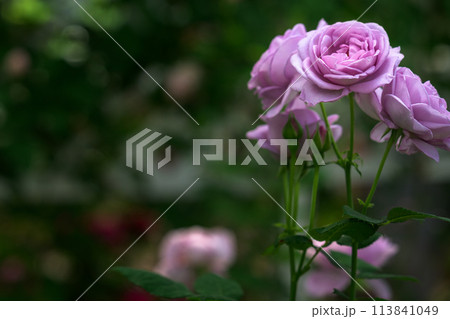美しい自然光芒に映えるバラの花【しのぶれど】クローズアップ撮影（はな阿蘇美）) 113841049