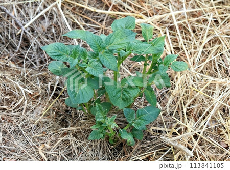 Potato plants cultivated in in mulch of hay. 113841105