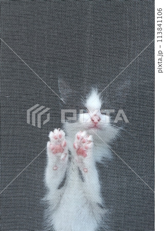 Cute little kitten with blue eyes behind a window protection net. 113841106