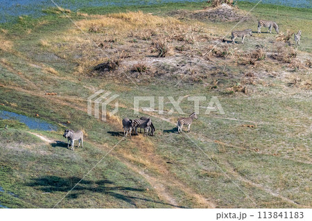 Aerial shot of Zebras grazing in the Okavango Delta Aerial shot of Zebras grazing in the Okavango Delta 113841183