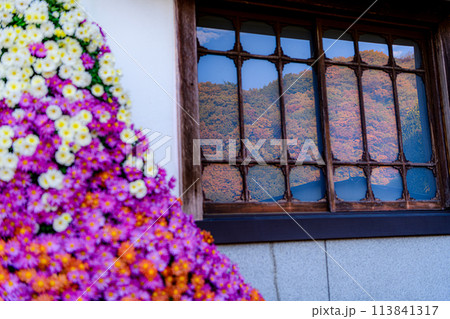 ながめ余興場の菊花 113841317