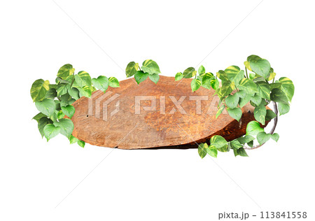 Vintage wooden board with liana branches and tropical leaves. Exotical background with wood plank, jungle plants and copy space for text. Isolated on white background. Mock up template 113841558