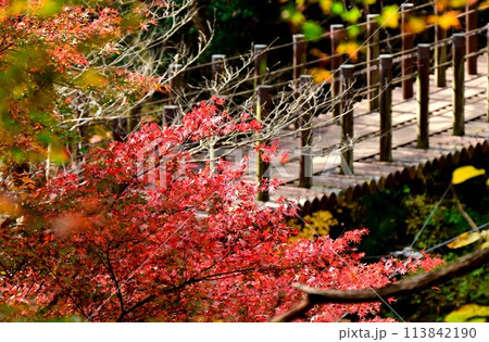 紅葉の花貫渓谷 紅葉の花貫渓谷 113842190