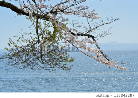 病気にかかった桜の木(てんぐ巣病) 113842297