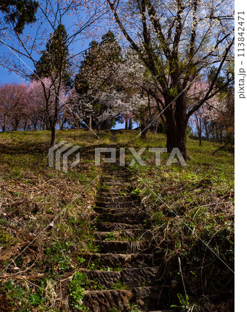 石の階段 伝行山の徹然桜 白馬村 石の階段 伝行山の徹然桜 白馬村 113842471