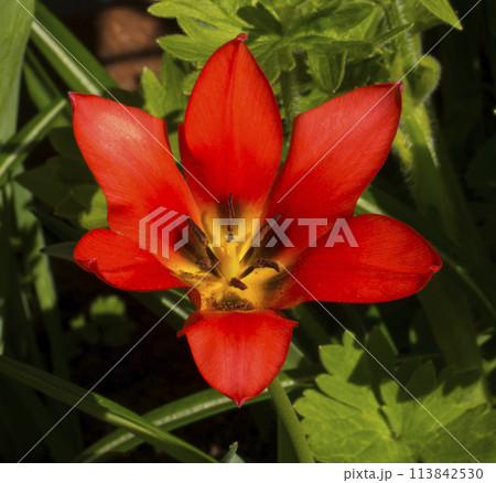 red tulip flower 113842530