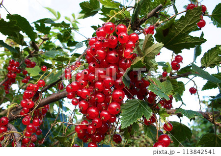 red currant red currant 113842541
