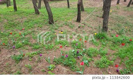 a deep forest tulip 113842600