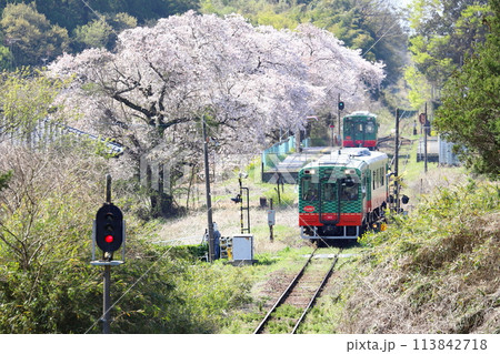 真岡鐵道「桜満開の久下田駅風景」 113842718