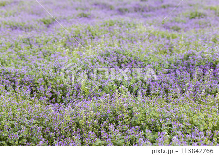 一面に咲いたホトケノザとナズナの花畑 113842766