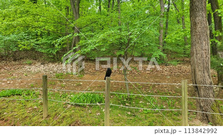 Royal tombs of Korea Royal tombs of Korea 113842992