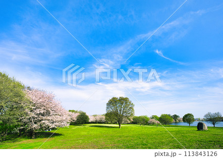 青空に映える満開の桜 113843126