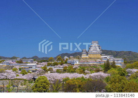 満開の桜と姫路城天守(イーグレ姫路からの眺め) 満開の桜と姫路城天守(イーグレ姫路からの眺め) 113843140