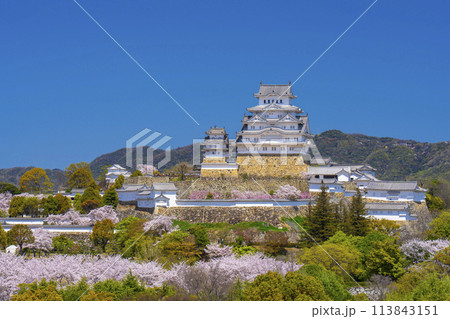満開の桜と姫路城天守（イーグレ姫路からの眺め） 113843151