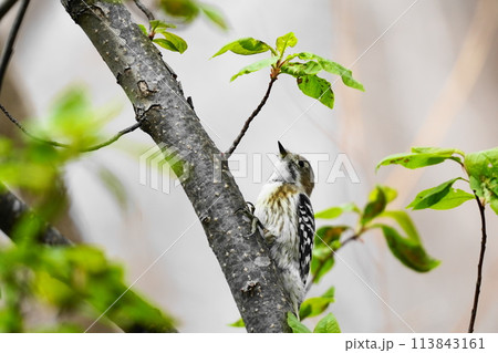 枝に止まるコゲラ 枝に止まるコゲラ 113843161