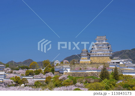 満開の桜と姫路城天守（イーグレ姫路からの眺め） 113843173