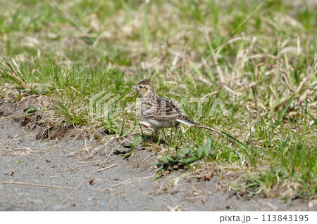 地面に降りたヒバリ 113843195