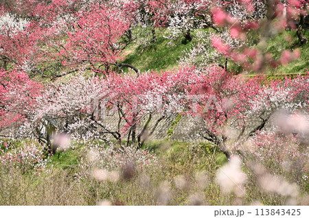 紅白の花桃の花 113843425