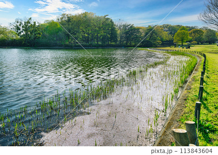 野鳥の楽園になっている、公園にある広大な池の春の風景 113843604