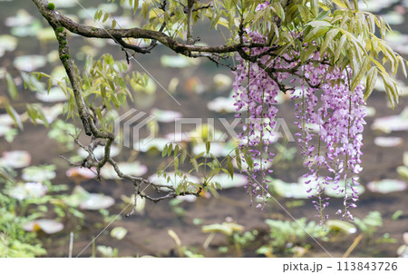 雨の古代の森に咲き乱れる春の花藤の絶景 雨の古代の森に咲き乱れる春の花藤の絶景 113843726