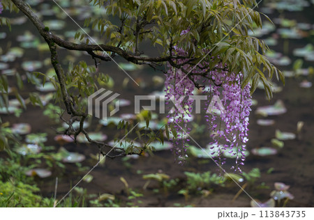雨の古代の森に咲き乱れる春の花藤の絶景 雨の古代の森に咲き乱れる春の花藤の絶景 113843735