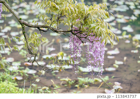雨の古代の森に咲き乱れる春の花藤の絶景 雨の古代の森に咲き乱れる春の花藤の絶景 113843737