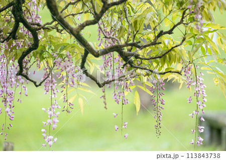 雨の古代の森に咲き乱れる春の花藤の絶景 113843738