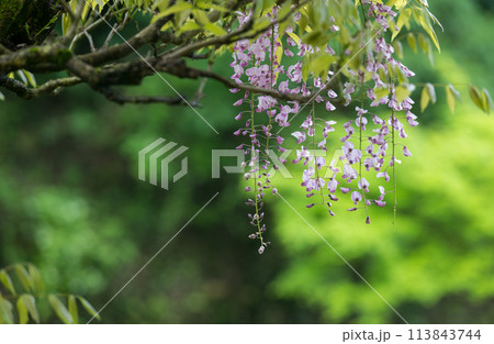雨の古代の森に咲き乱れる春の花藤の絶景 雨の古代の森に咲き乱れる春の花藤の絶景 113843744