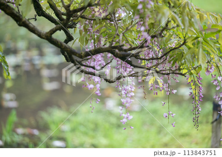 雨の古代の森に咲き乱れる春の花藤の絶景 113843751