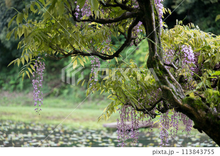 雨の古代の森に咲き乱れる春の花藤の絶景 雨の古代の森に咲き乱れる春の花藤の絶景 113843755