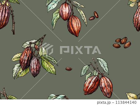 Cacao Beans, chocolate. Vector illustration. In botanical style 113844140