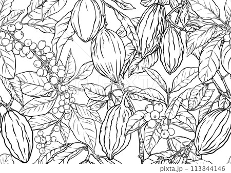 Coffee and chocolate. Vector illustration. In botanical style 113844146