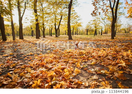 Concept of a dog walking and running on a leash in a public park. 113844196