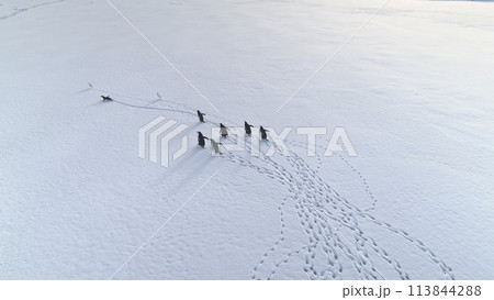 Funny Gentoo Penguin Walk Antarctic Snow Aerial View. Wildlife Habitat Group Travel Antarctica Surface with Track. Polar Winter Nature Scenery Overview Drone Top 113844288