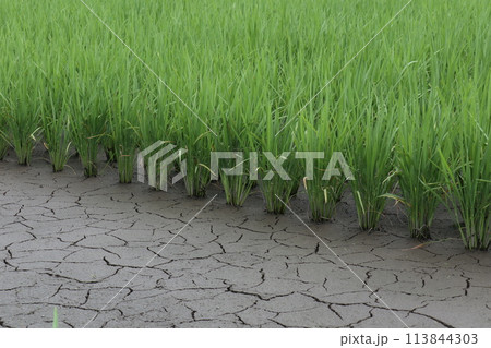 稲を植えた田んぼの土の模様 113844303