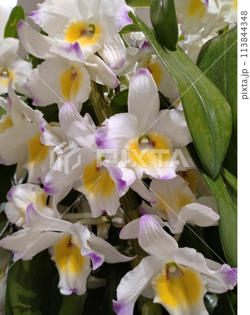 白いランの花　可憐な白い胡蝶蘭 113844348