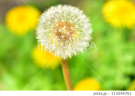 春の風景　春の訪れ　春のイメージ　タンポポ　 113844761
