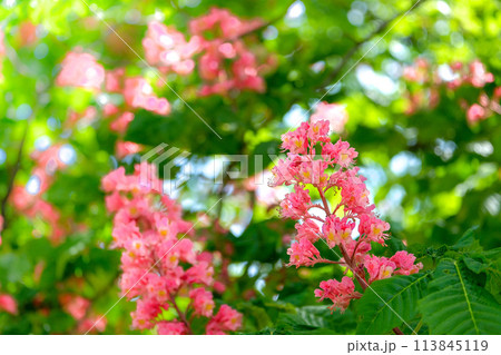 満開のマロニエの花 113845119